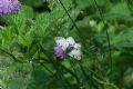 Parnassius mnemosyne